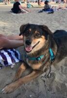 Amelia, Enjoying the Beach